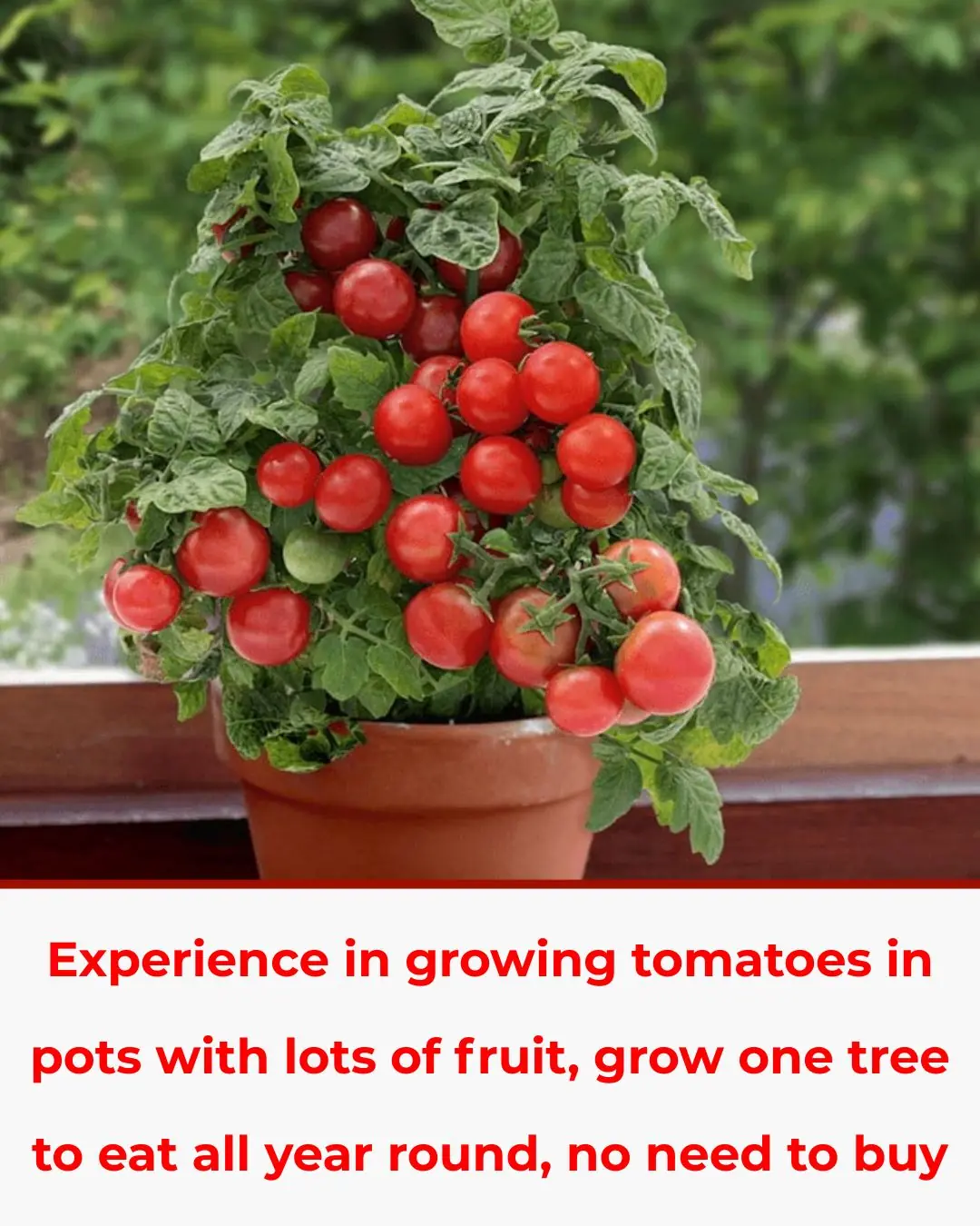 Experience growing tomatoes in fruitful pots