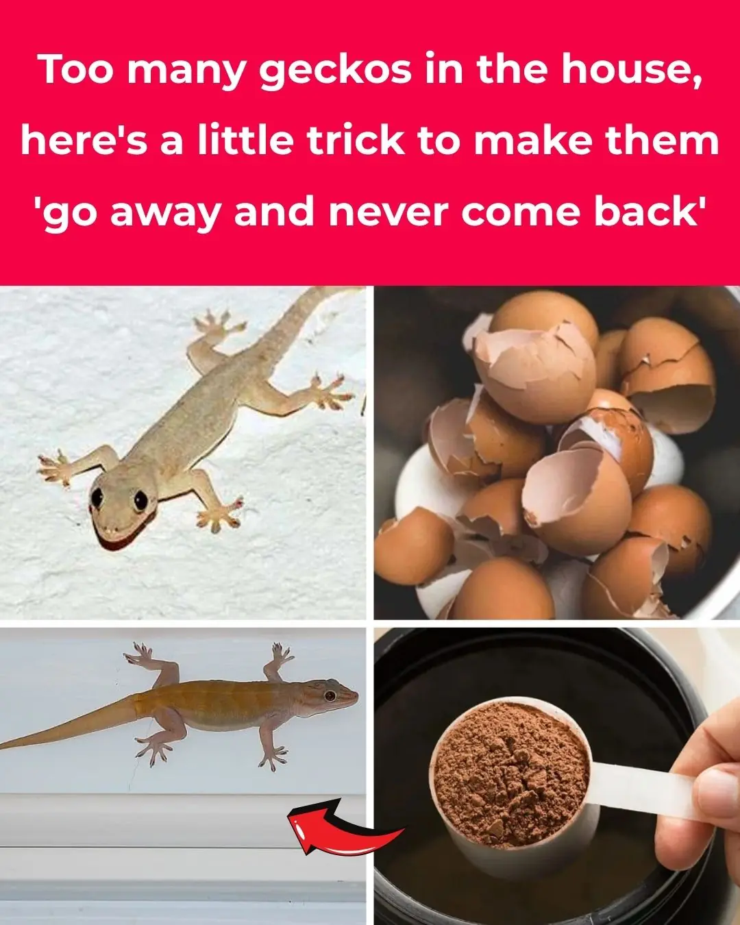 There are too many geckos in the house, give you some tips to make them 'once gone and never come back'