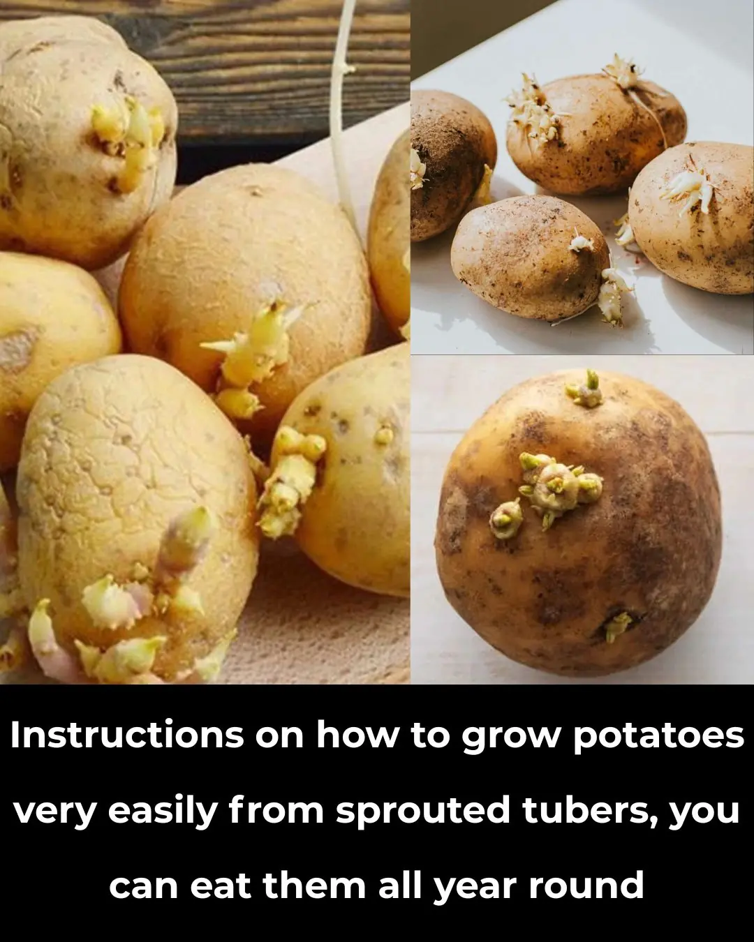 How to Grow Potatoes Easily from Sprouted Tubers and Enjoy Them All Year Round