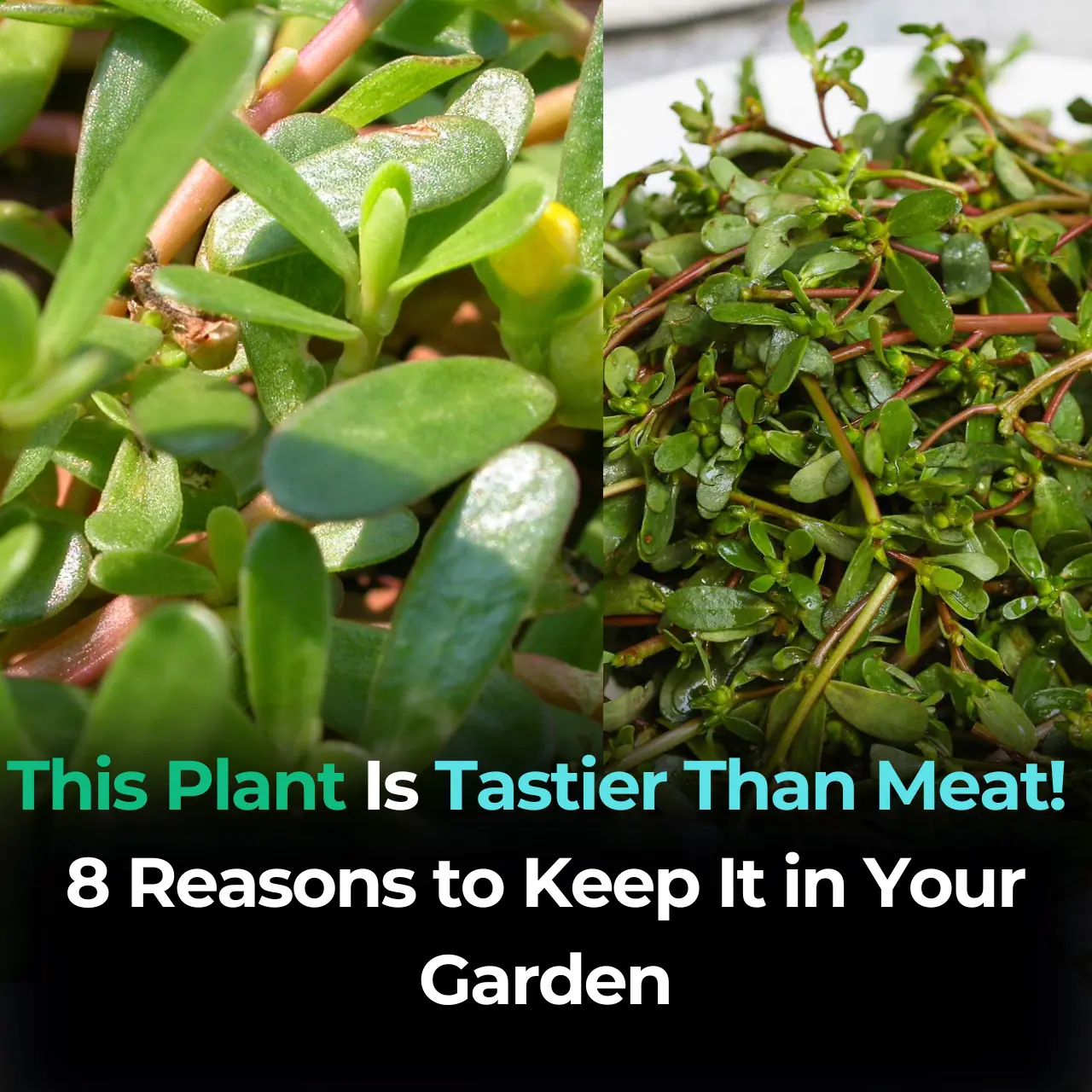 This Plant Is Tastier Than Meat! 8 Reasons to Keep It in Your Garden