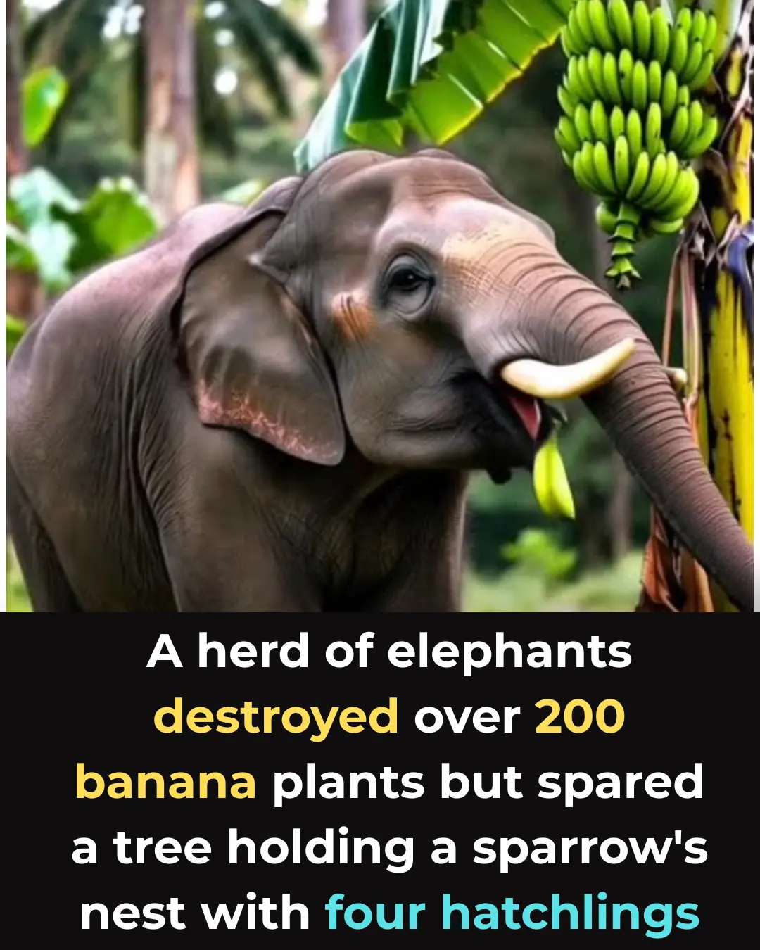 A Remarkable Encounter: How a Sparrow’s Nest Was Left Standing Amid 200 Fallen Plants