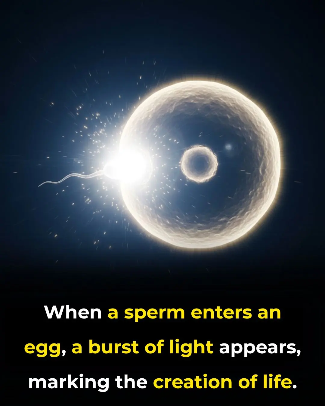 When Life Begins With a Flash: Understanding the Zinc Spark Phenomenon