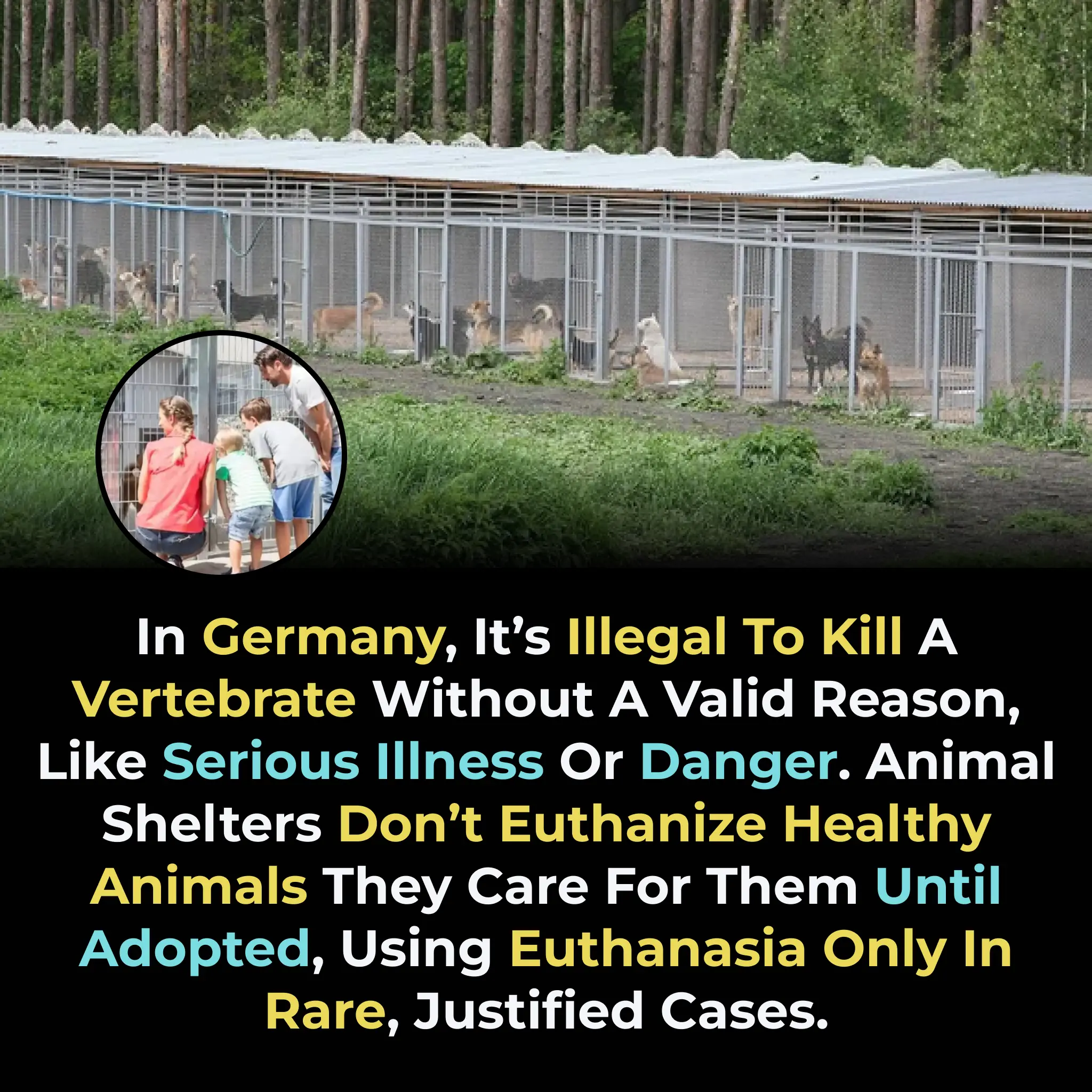 Why Germany’s Animal Shelters Are Virtually “No‑Kill” — And How the Law Makes It So
