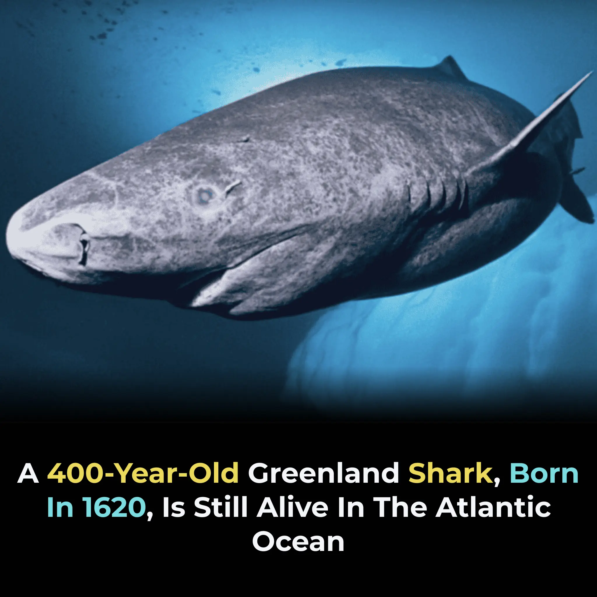 The Greenland Shark: A Creature That May Have Lived Through the 1600s