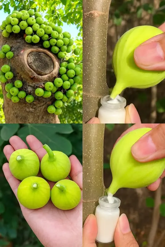 Fig Sap (Ficus carica): Uses, Benefits, and Safety Considerations