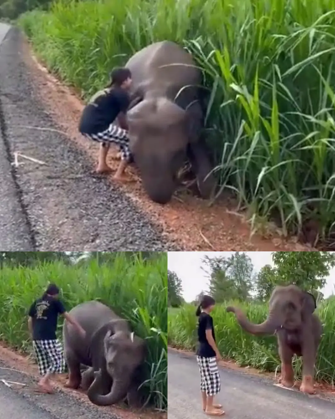 THE LITTLE GIRL AND THE ELEPHANT WHO THANKED HER.