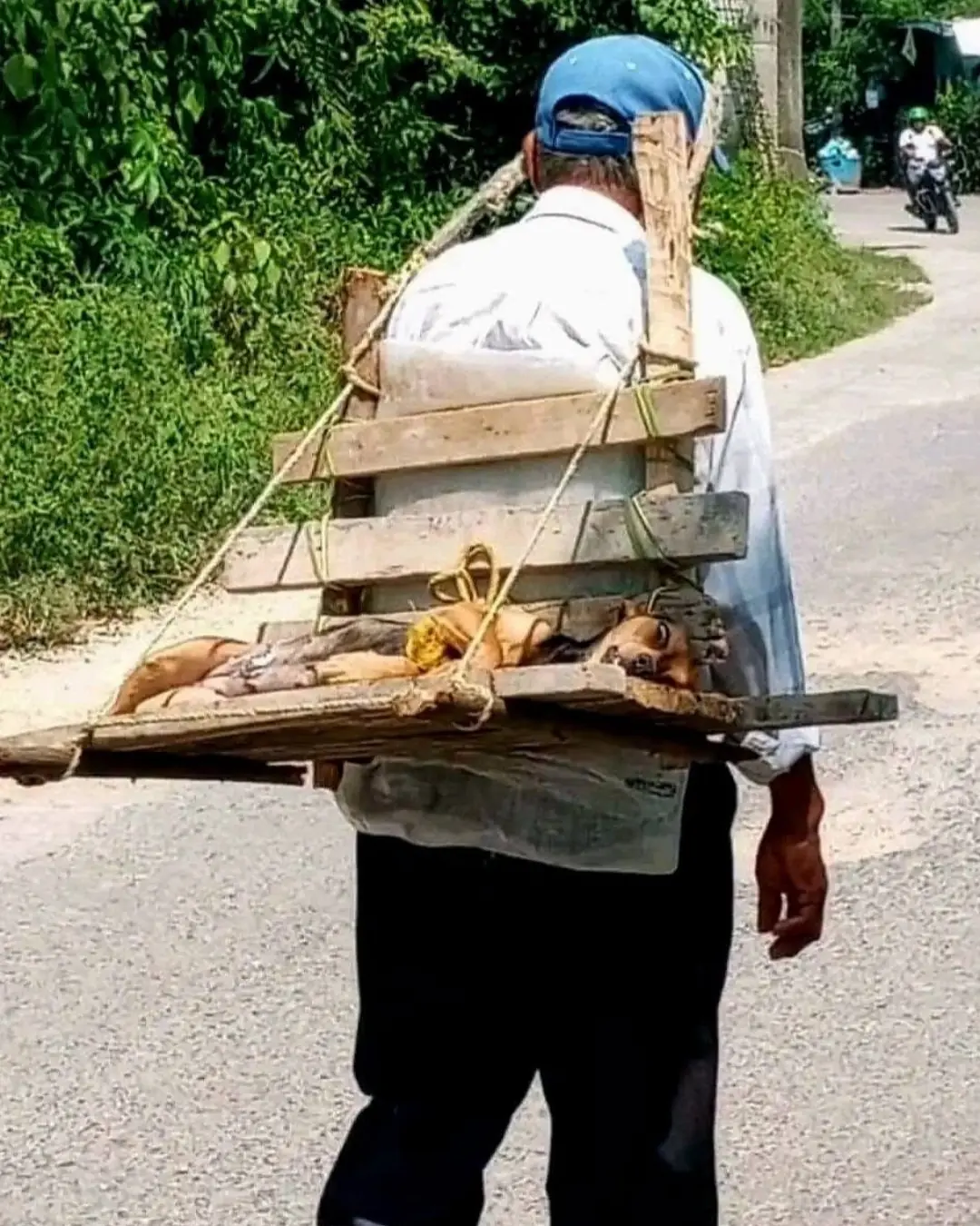 The Last Walk — A Love That Refused to Let Go.