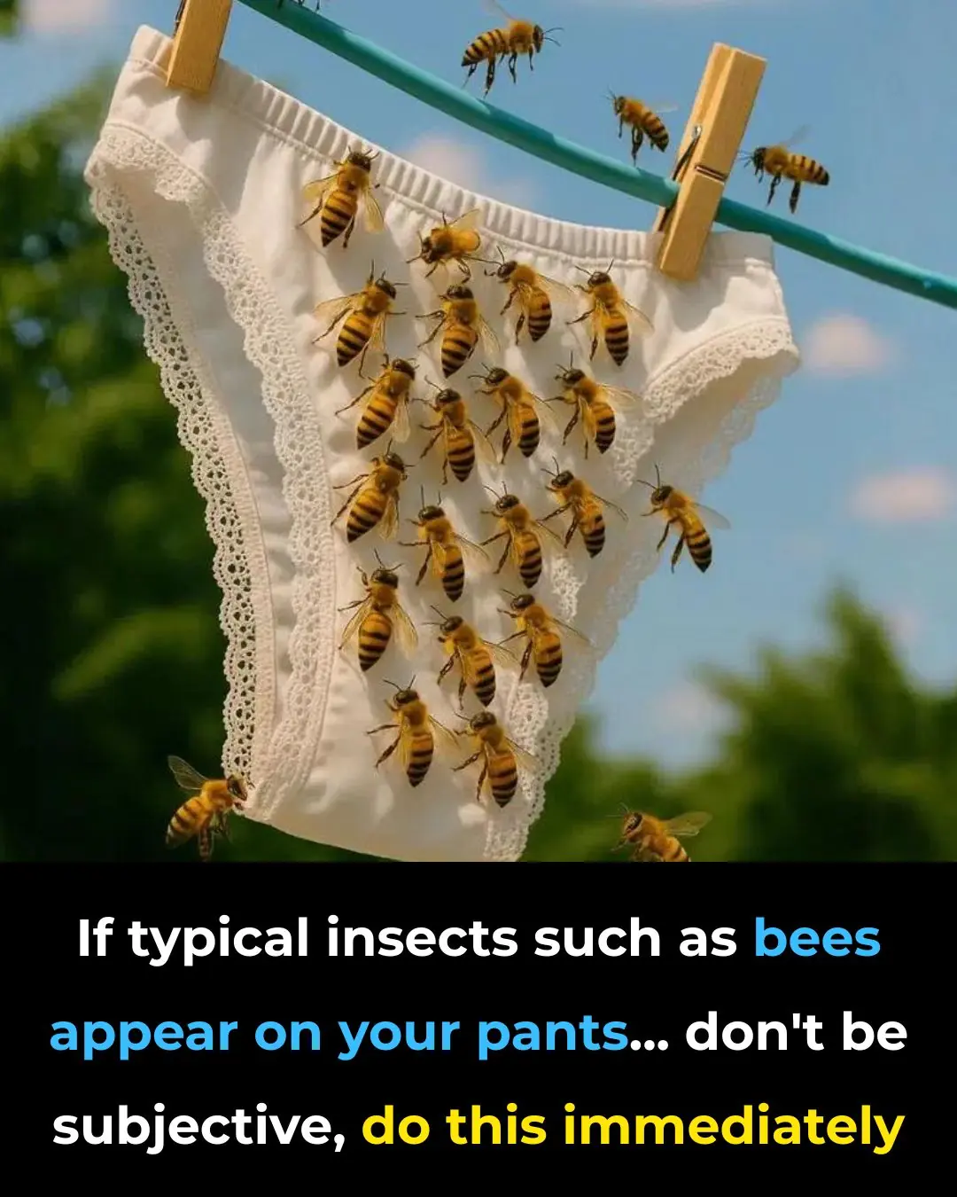 Why Bees Land on Fresh Laundry: Understanding Their Attraction and How to Prevent It