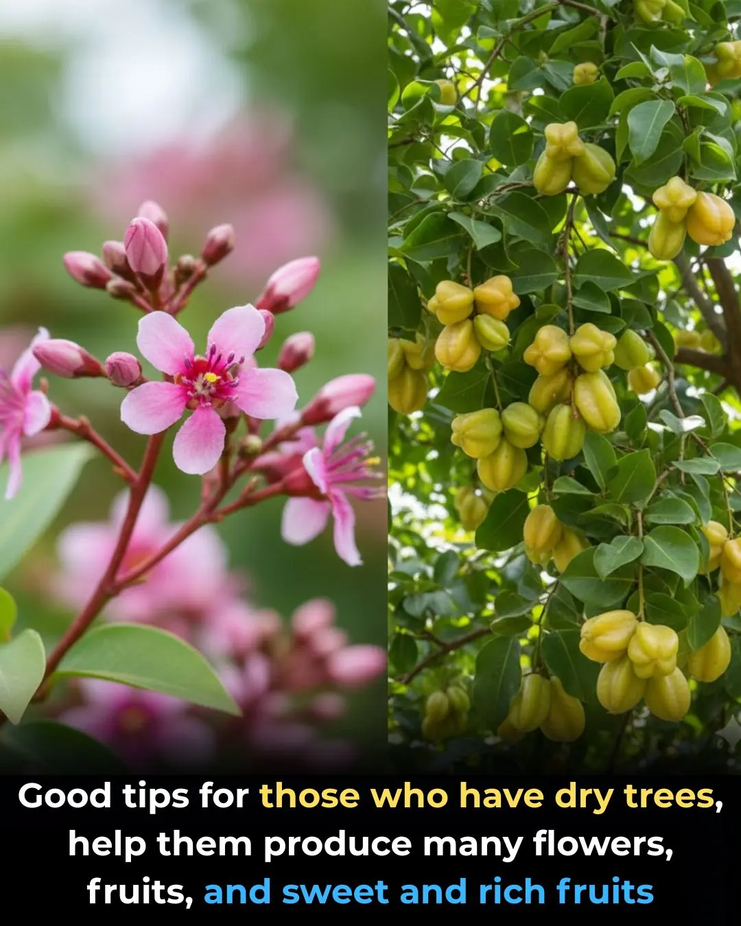 Good tips for those who have dry trees, help them produce many flowers, fruits, and sweet and rich fruits