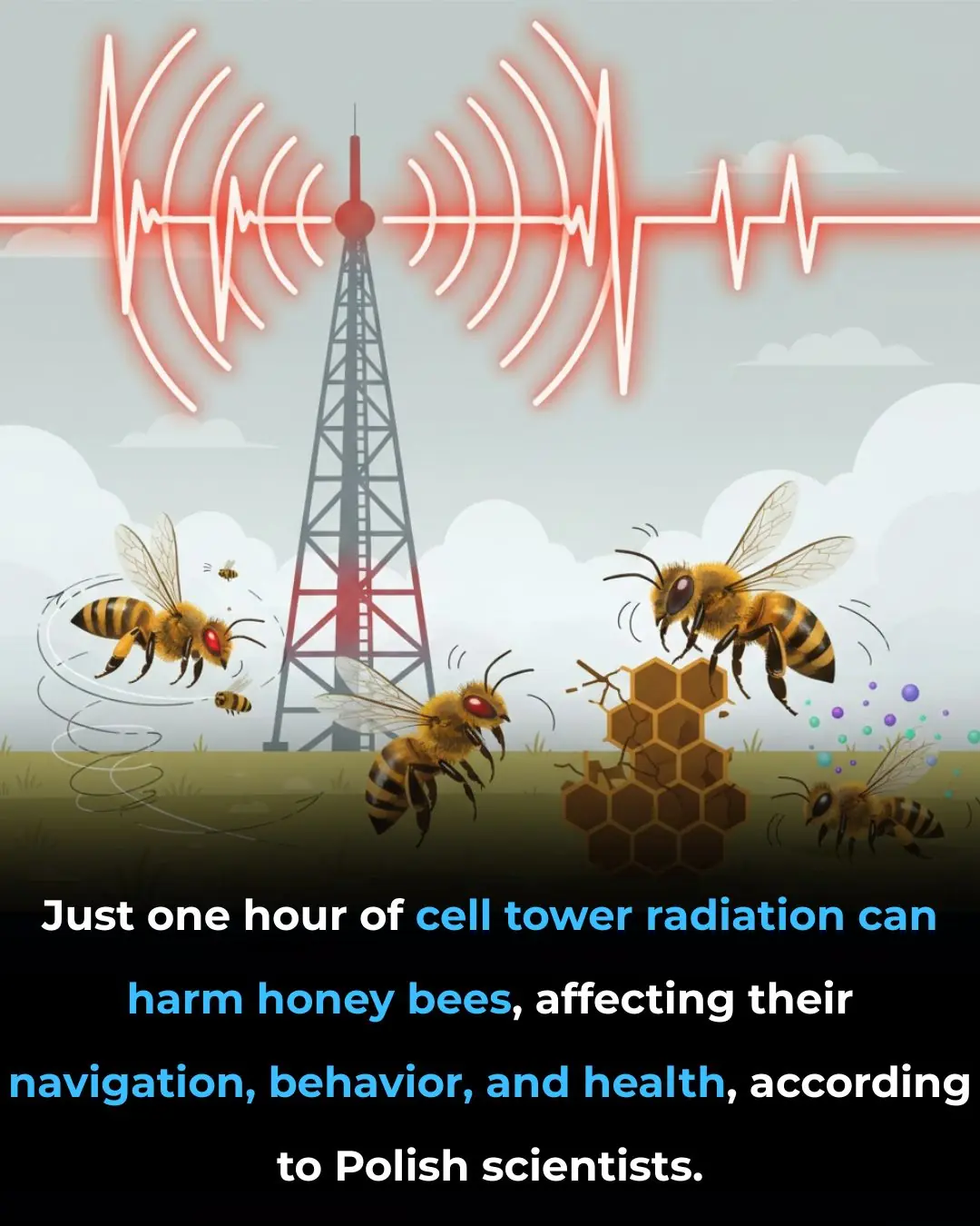 🐝 The Silent Threat: Research Links Cell Tower Radiation to Harmful Effects on Honey Bee Health