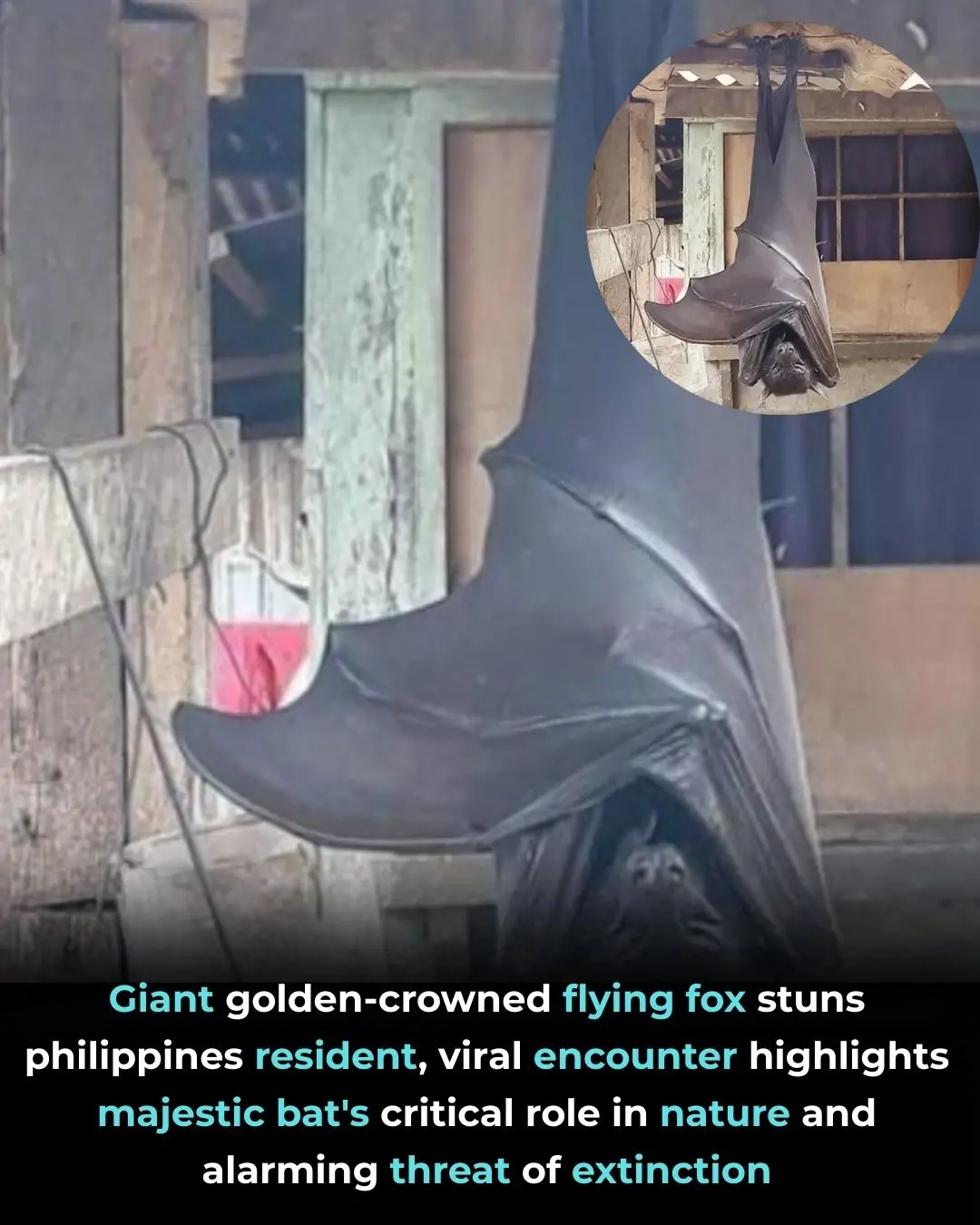 The Giant Golden-Crowned Flying Fox: A Viral Encounter With a Critically Endangered Giant
