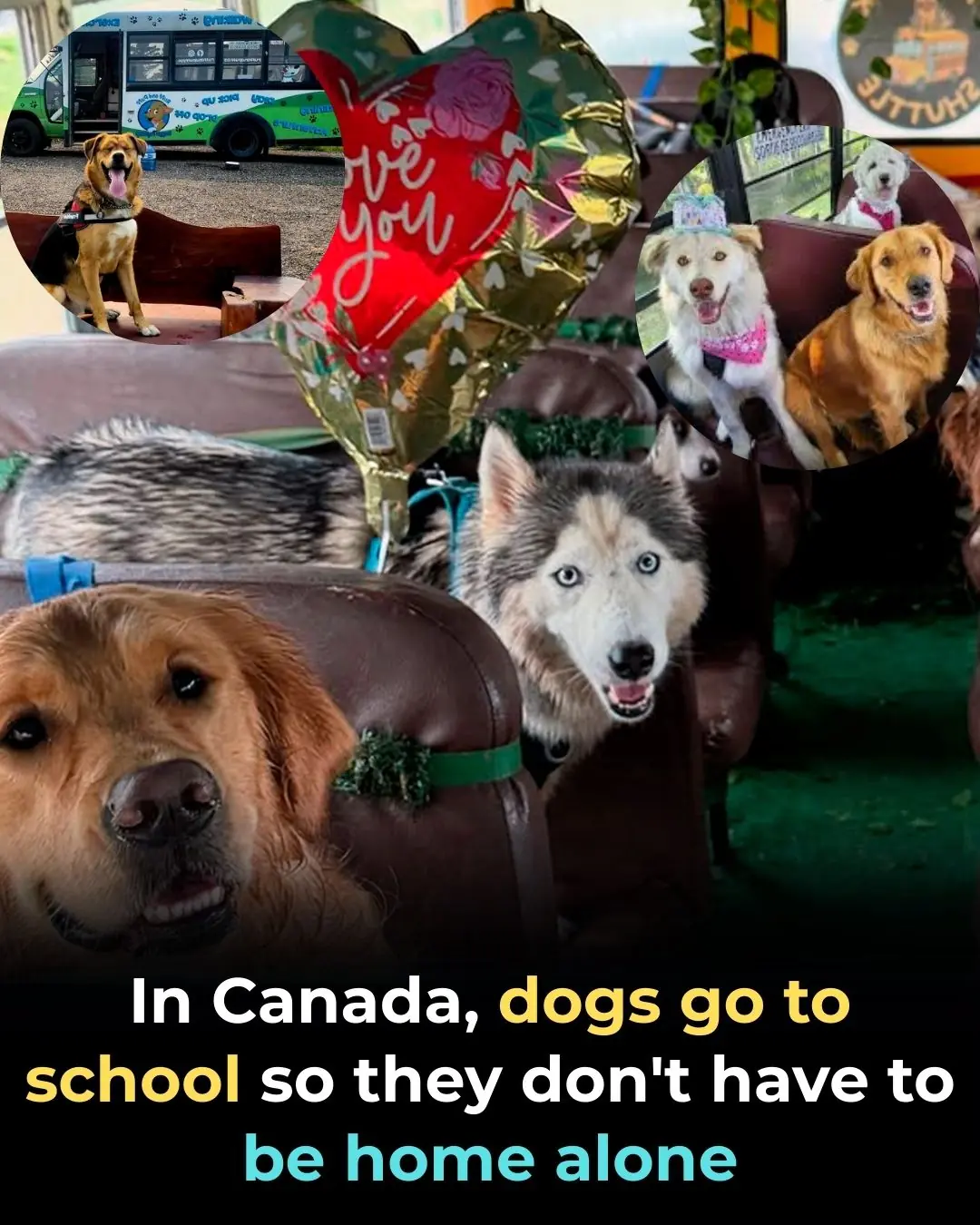 Doggy School on Wheels: How Canada Reinvented Pet Daycare