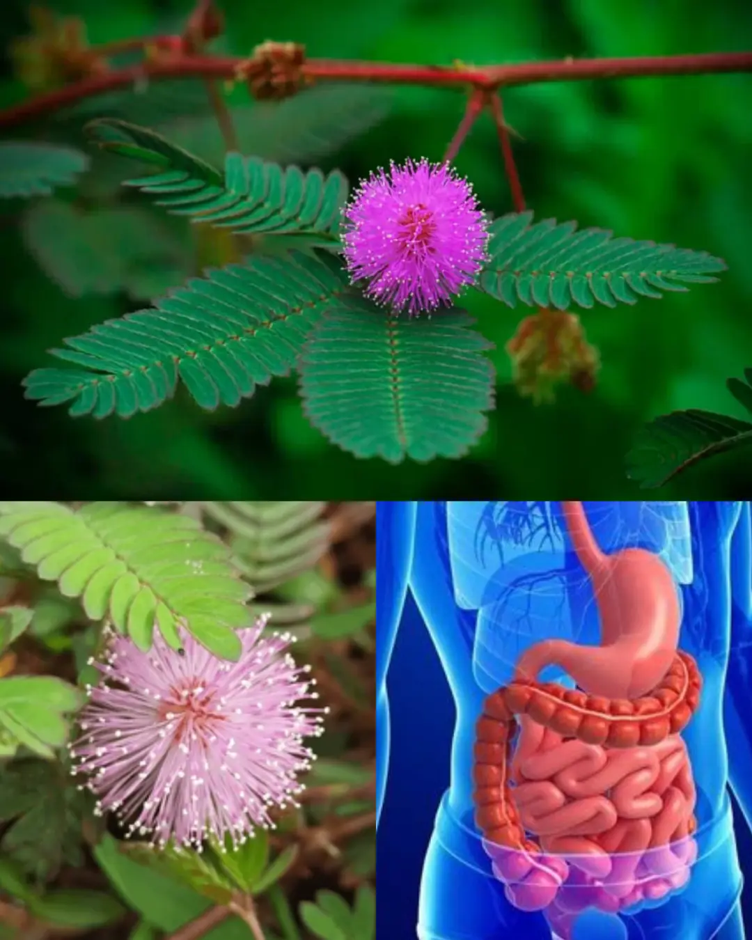 The Hidden Power of Mimosa Pudica: 30 Benefits and Homemade Uses
