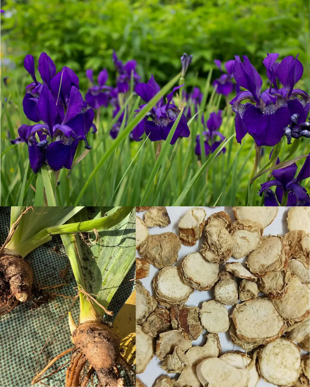 The Hidden Power of Iris Flowers: Ancient Beauty with Healing Potential