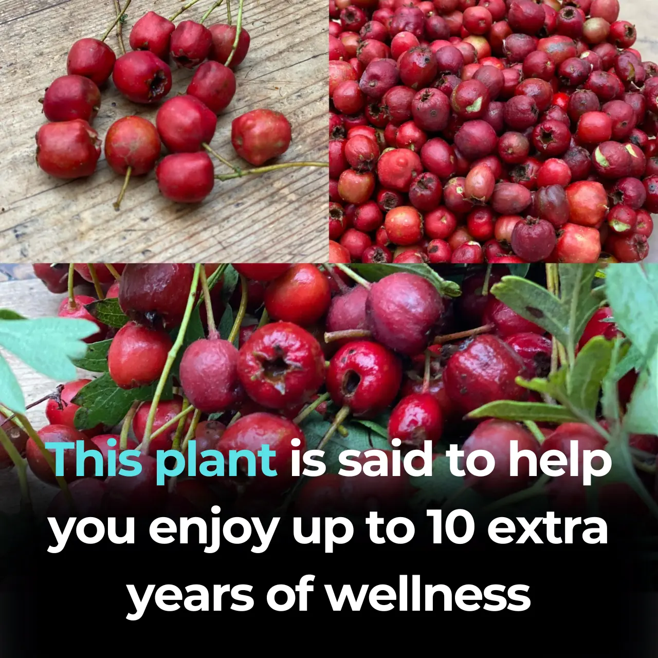 The Power of Hawthorn (Genus Crataegus): A Natural Ally for Heart and Cholesterol Health