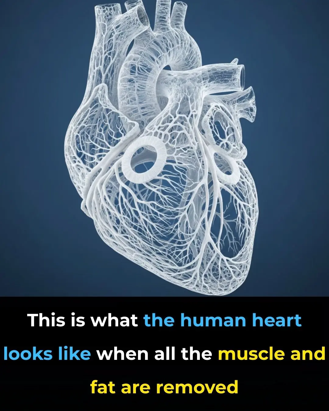 Revealing the Human Heart: A Stunning Look at Its Circulatory System Without Muscle or Fat