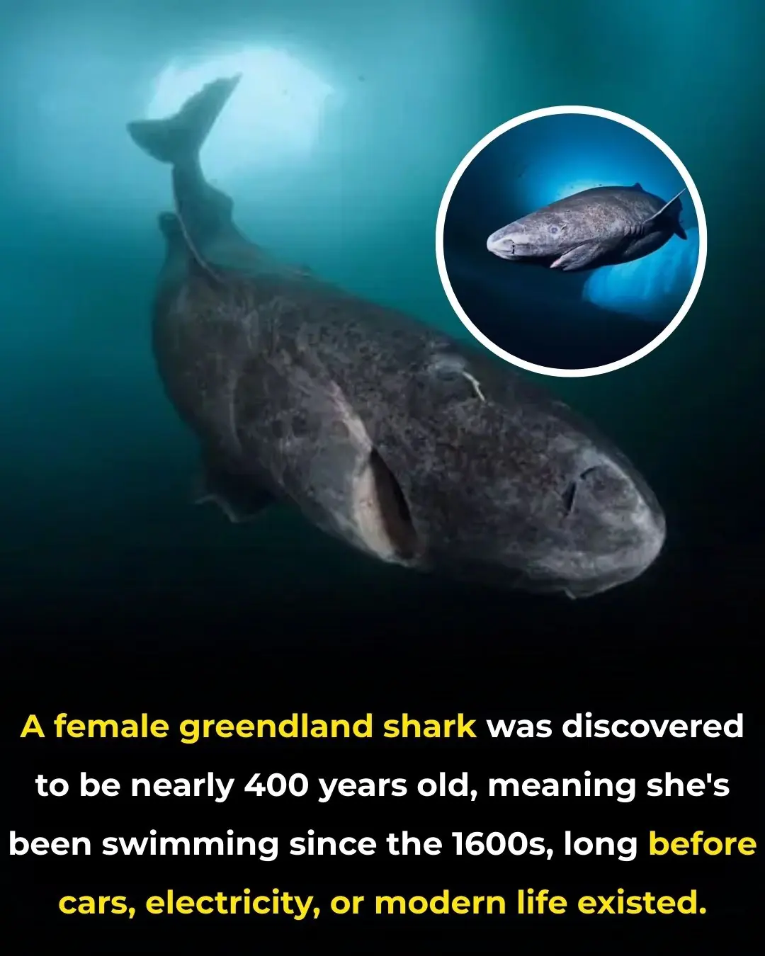 The 400-Year-Old Greenland Shark: A Living Witness to Centuries