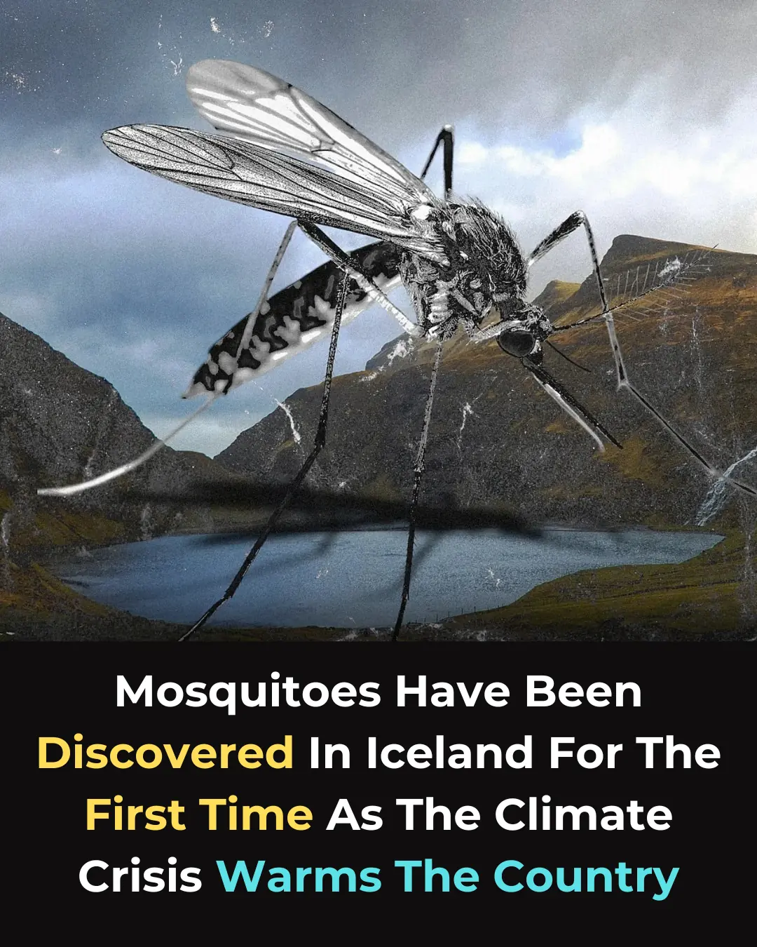 The Arrival of Mosquitoes in Iceland: A Sign of Shifting Ecosystems and Public Health Risks