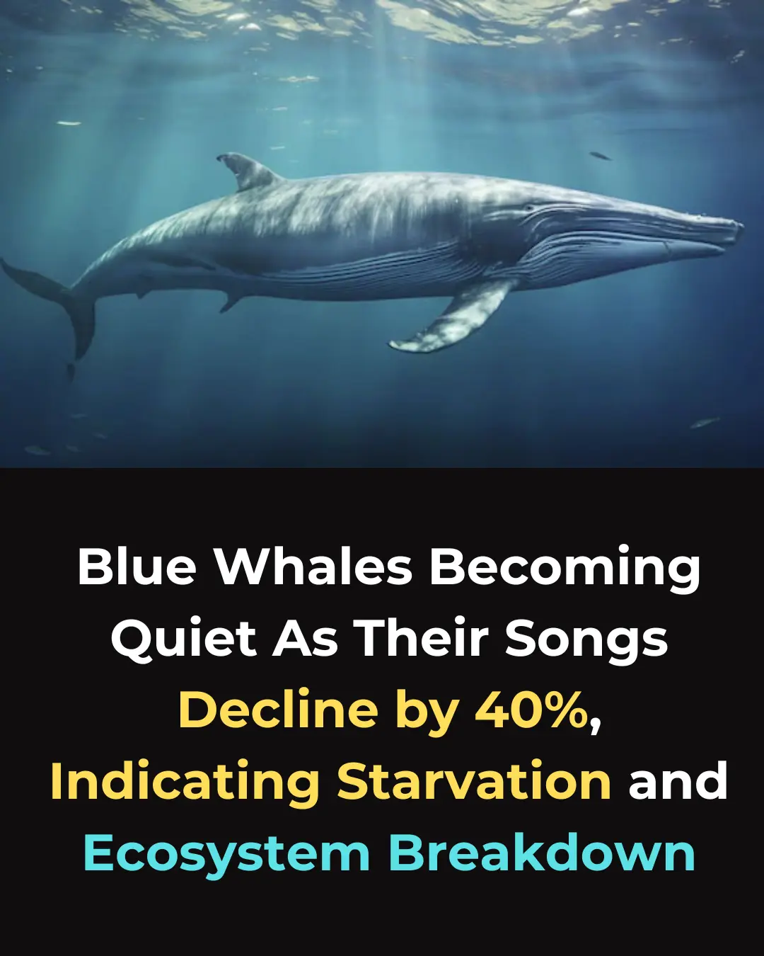 The Quiet of Blue Whales: How Climate Change is Affecting Whale Behavior and Ecosystems