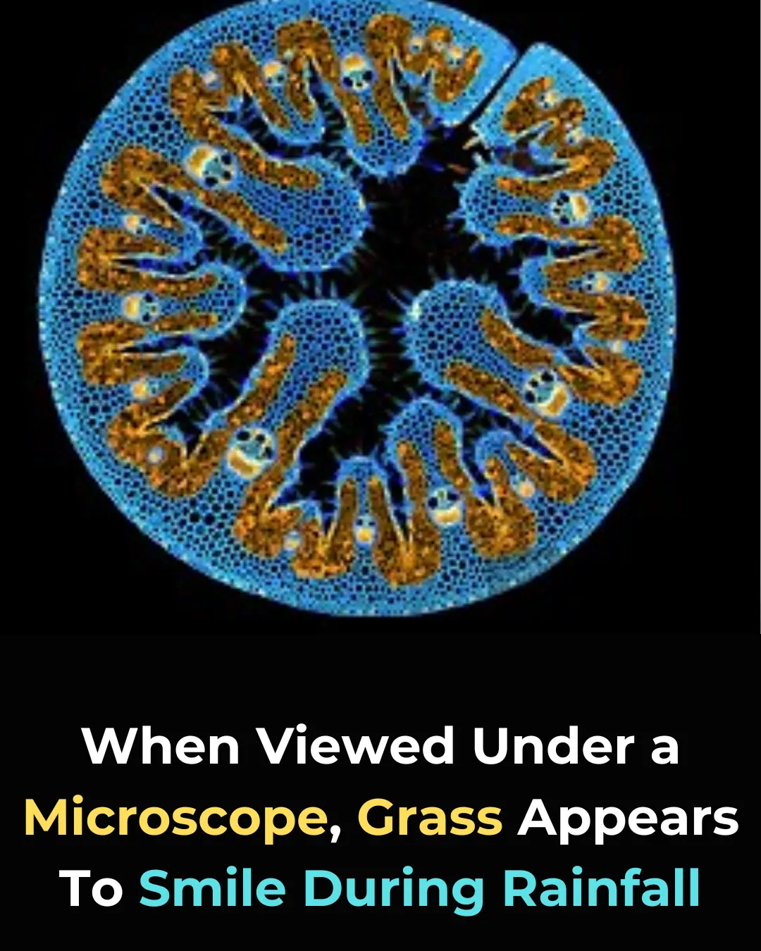 The Hidden Beauty of Grass: Discovering Smiling Faces Under the Microscope