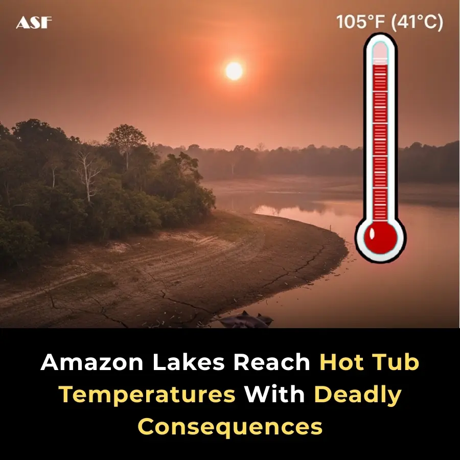 Amazon Lakes Heat to Dangerous Levels, Triggering Mass Wildlife Deaths