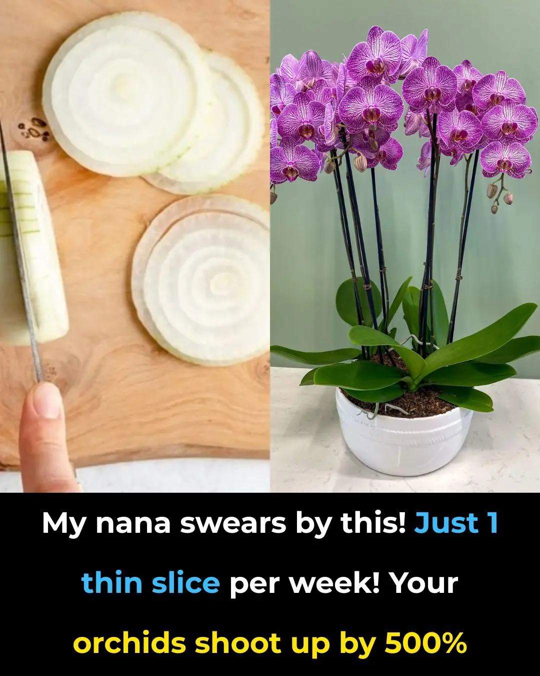 My Nana Swears by This! Just 1 Thin Slice a Week — Your Orchids Will Explode with Growth