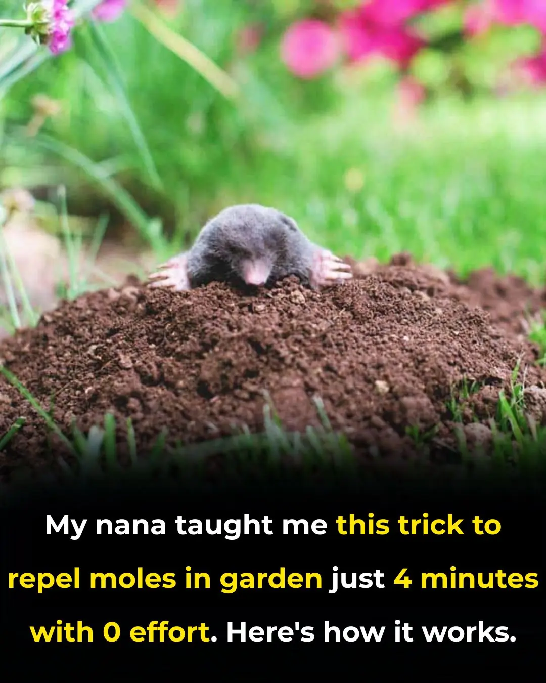 I Had No Clue About This! Such an Interesting Trick My Nana Swore By