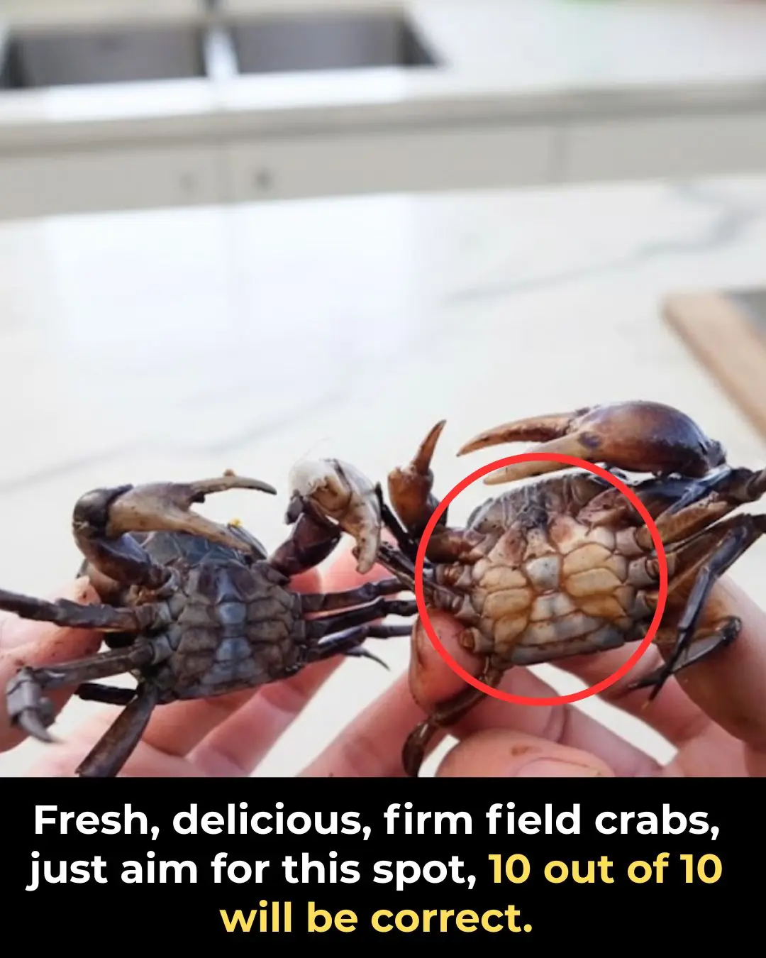 Fresh, delicious, firm field crabs, just aim for this spot, 10 out of 10 will be correct.