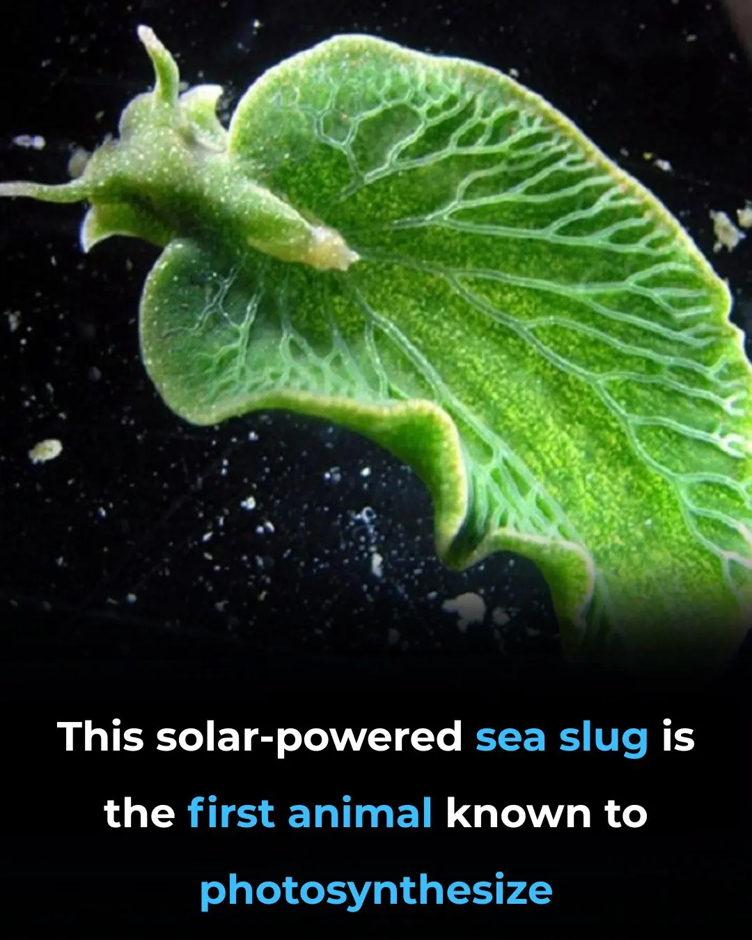 Meet The Solar Powered Sea Slug The First Animal Known To Photosynthesize Meet The Solar Powered Sea Slug The First Animal Known To Photosynthesize