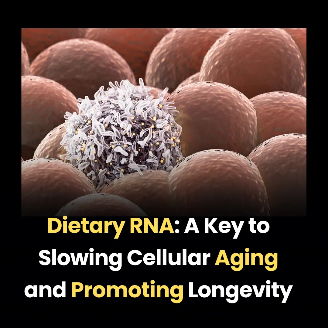 Dietary RNA: A Key to Slowing Cellular Aging and Promoting Longevity