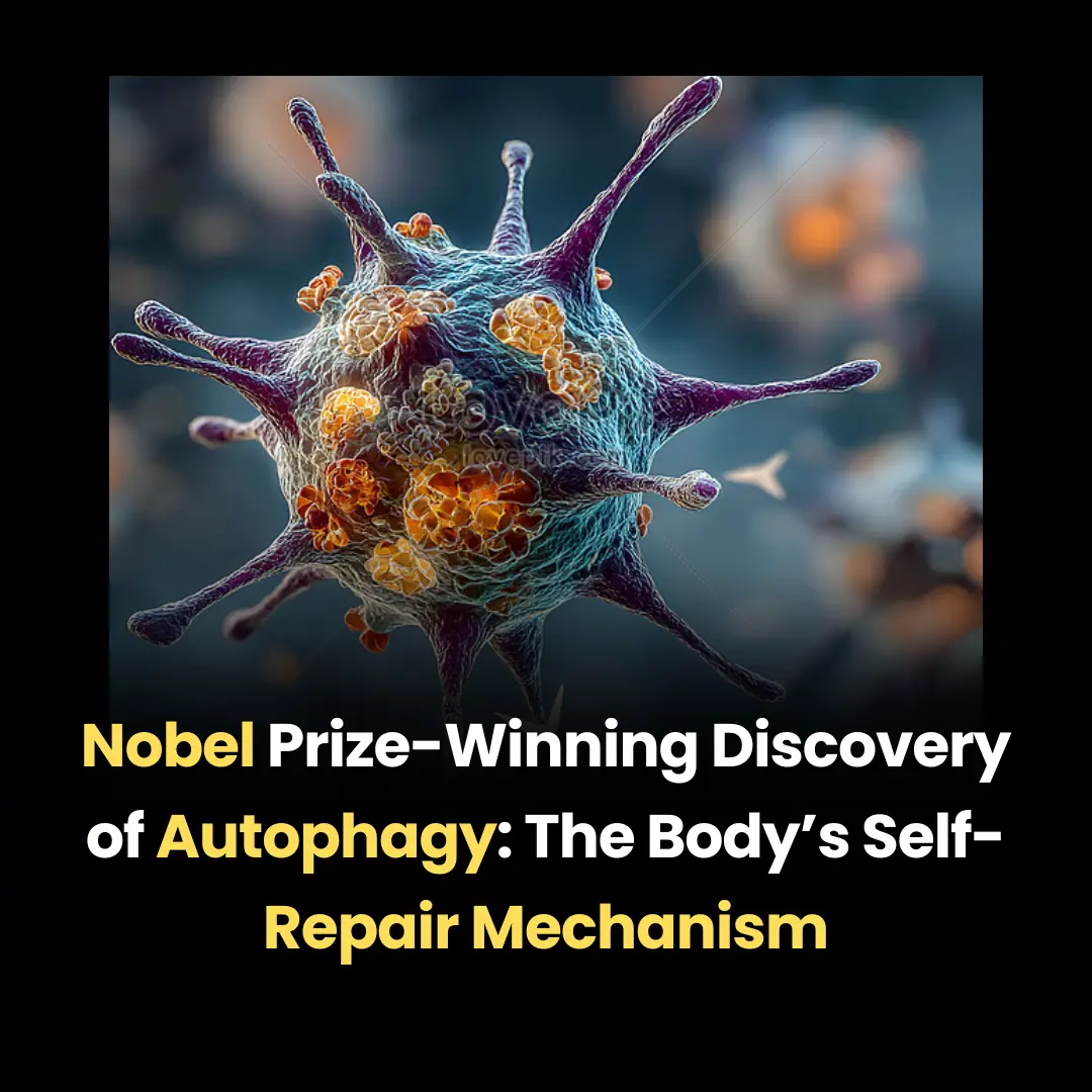 Nobel Prize-Winning Discovery of Autophagy: The Body’s Self-Repair Mechanism