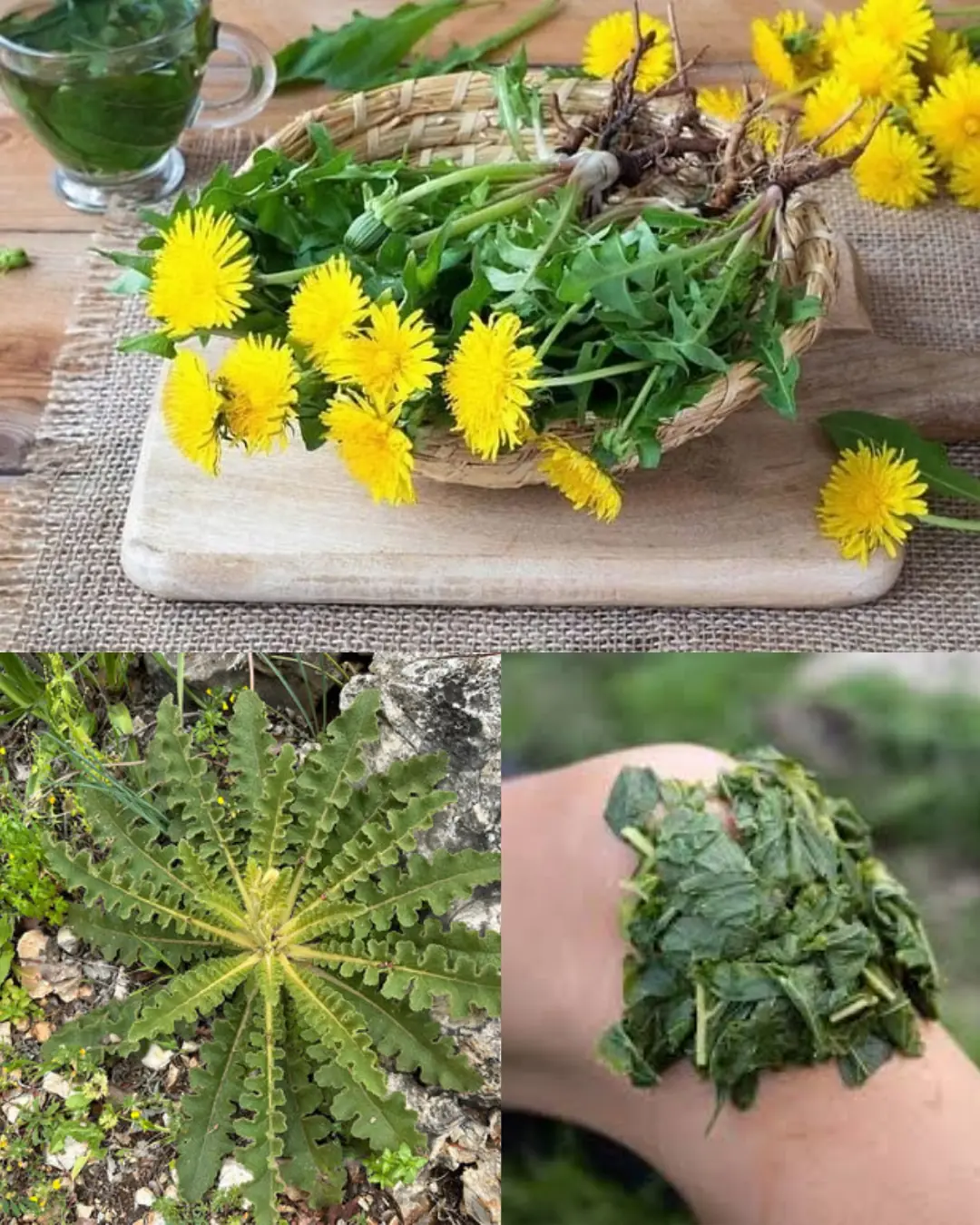The Mighty Dandelion: Nature’s Hidden Treasure