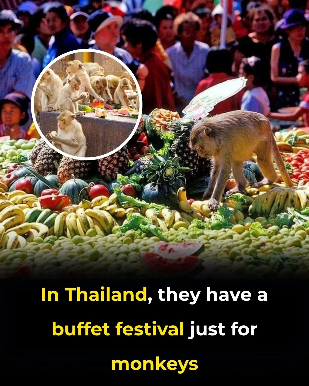 Welcome to the Monkey Madness: Thailand’s Unforgettable Lopburi Buffet
