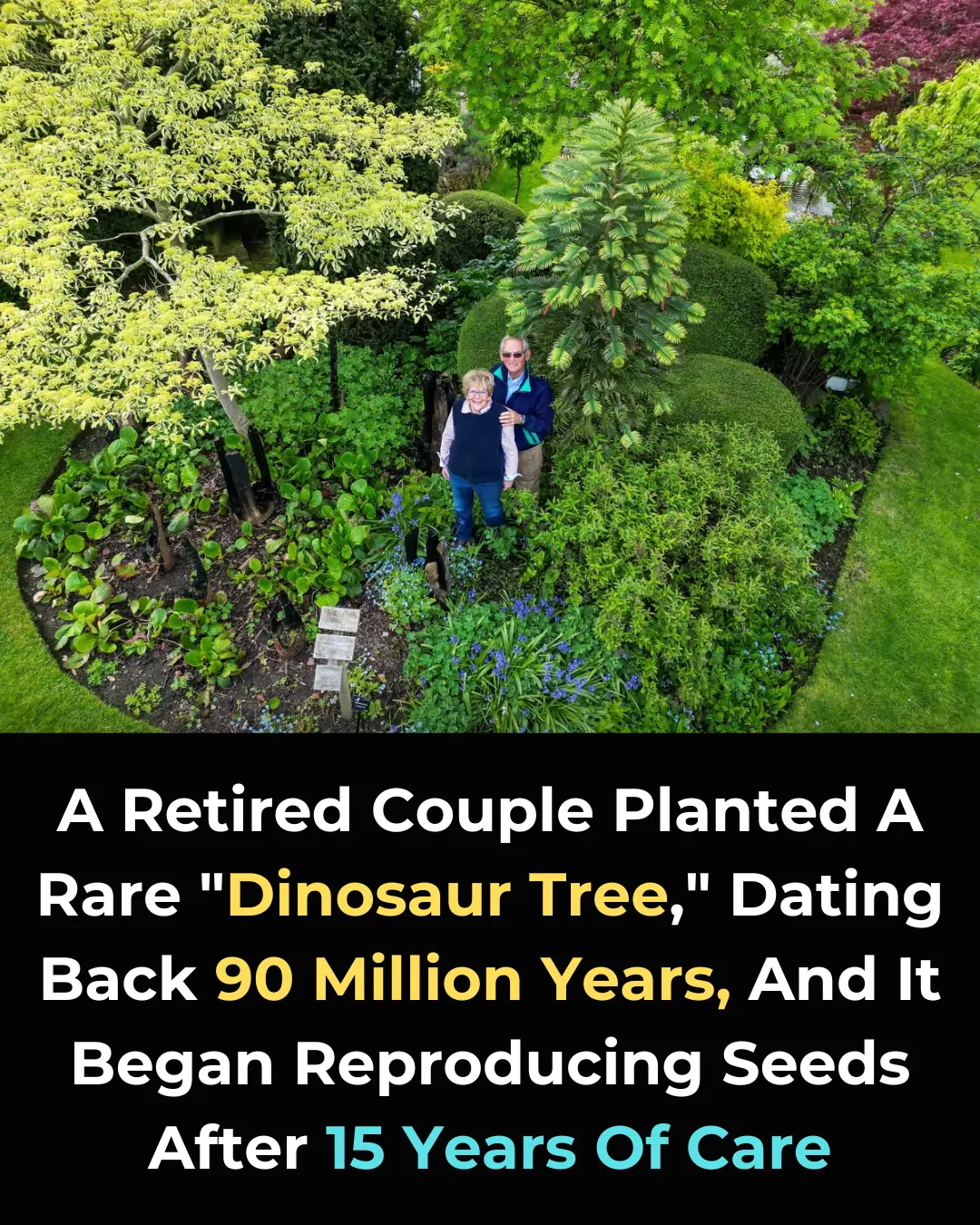 Retired Couple in UK Successfully Nurtures 90-Million-Year-Old Wollemi Pine, Leading to Its First Reproduction Outside Australia