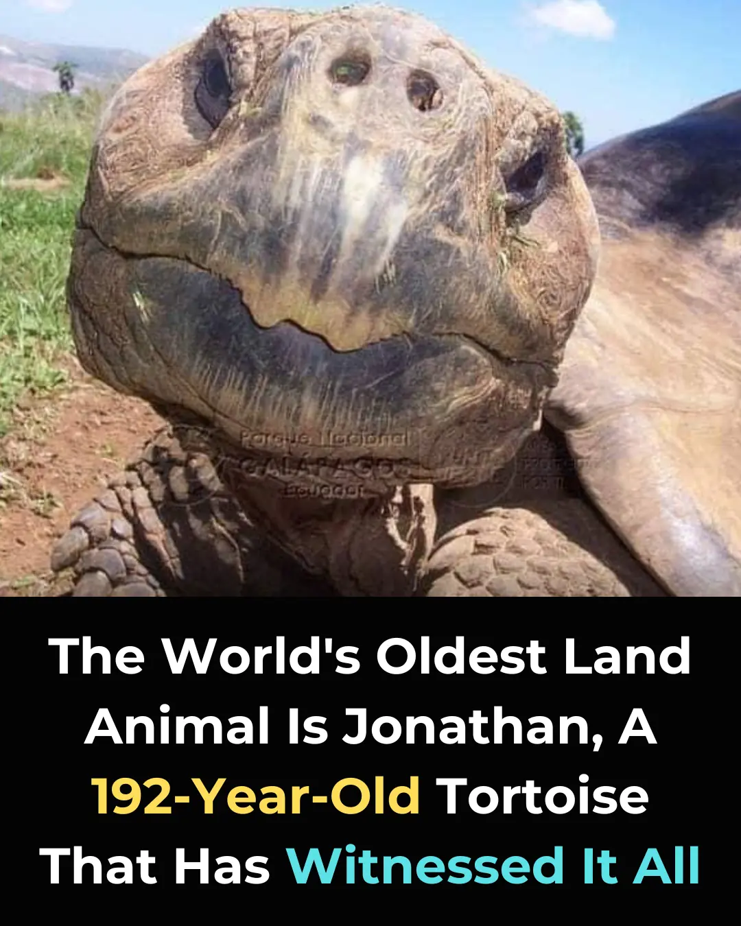 Meet Jonathan: The 192-Year-Old Tortoise Who Has Witnessed History and Continues to Inspire