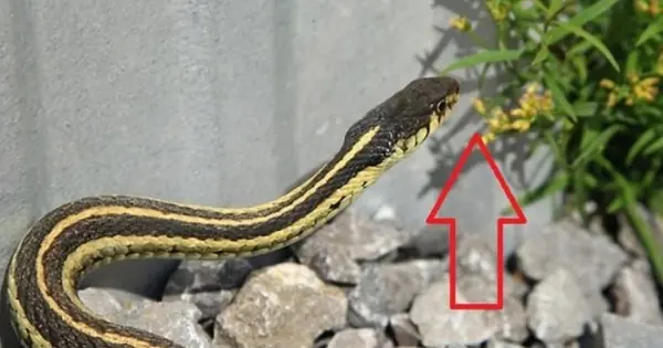 3 flowers that make snakes tremble with fear — beautiful and safe to plant around your home