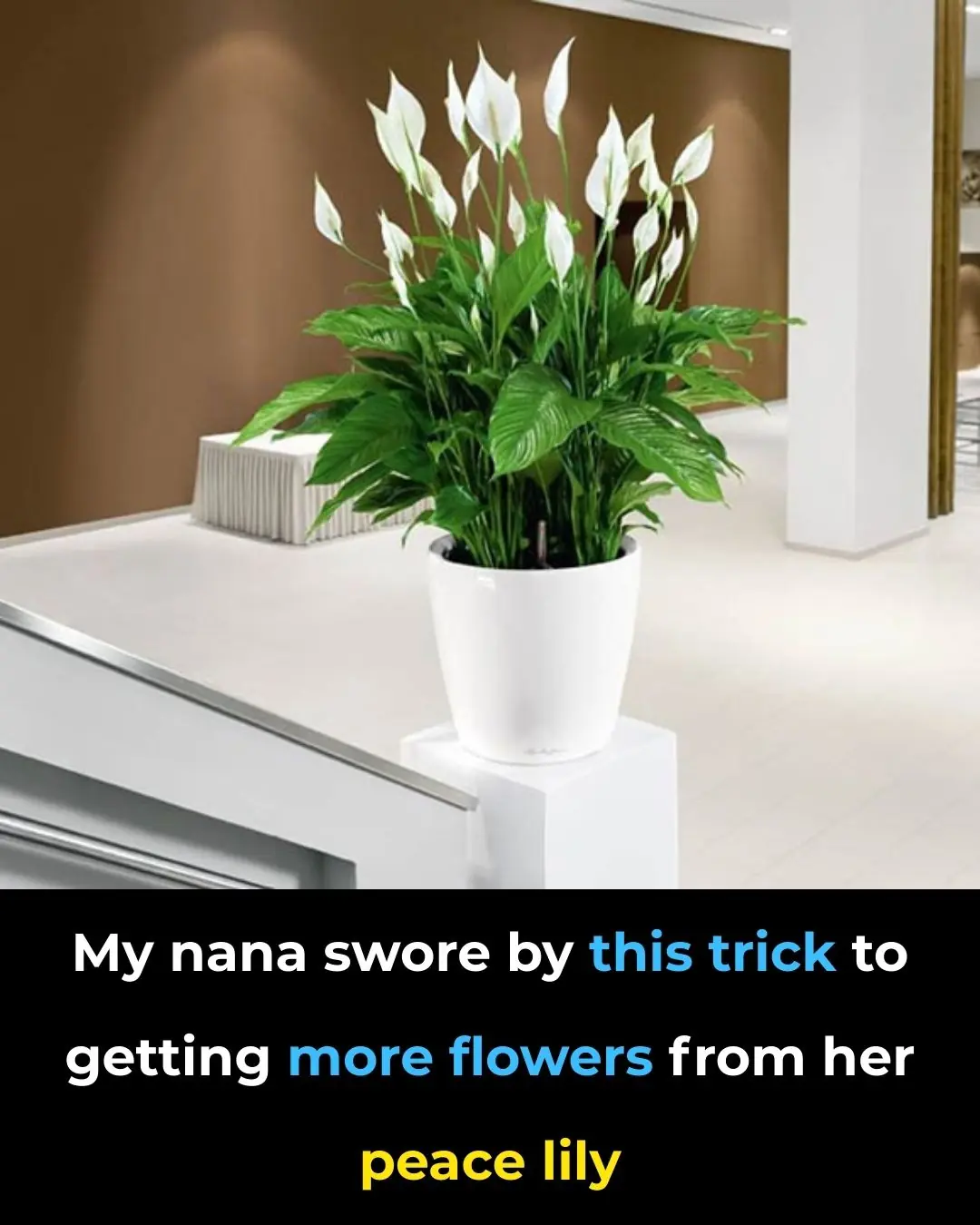 Mine Could Definitely Flower More