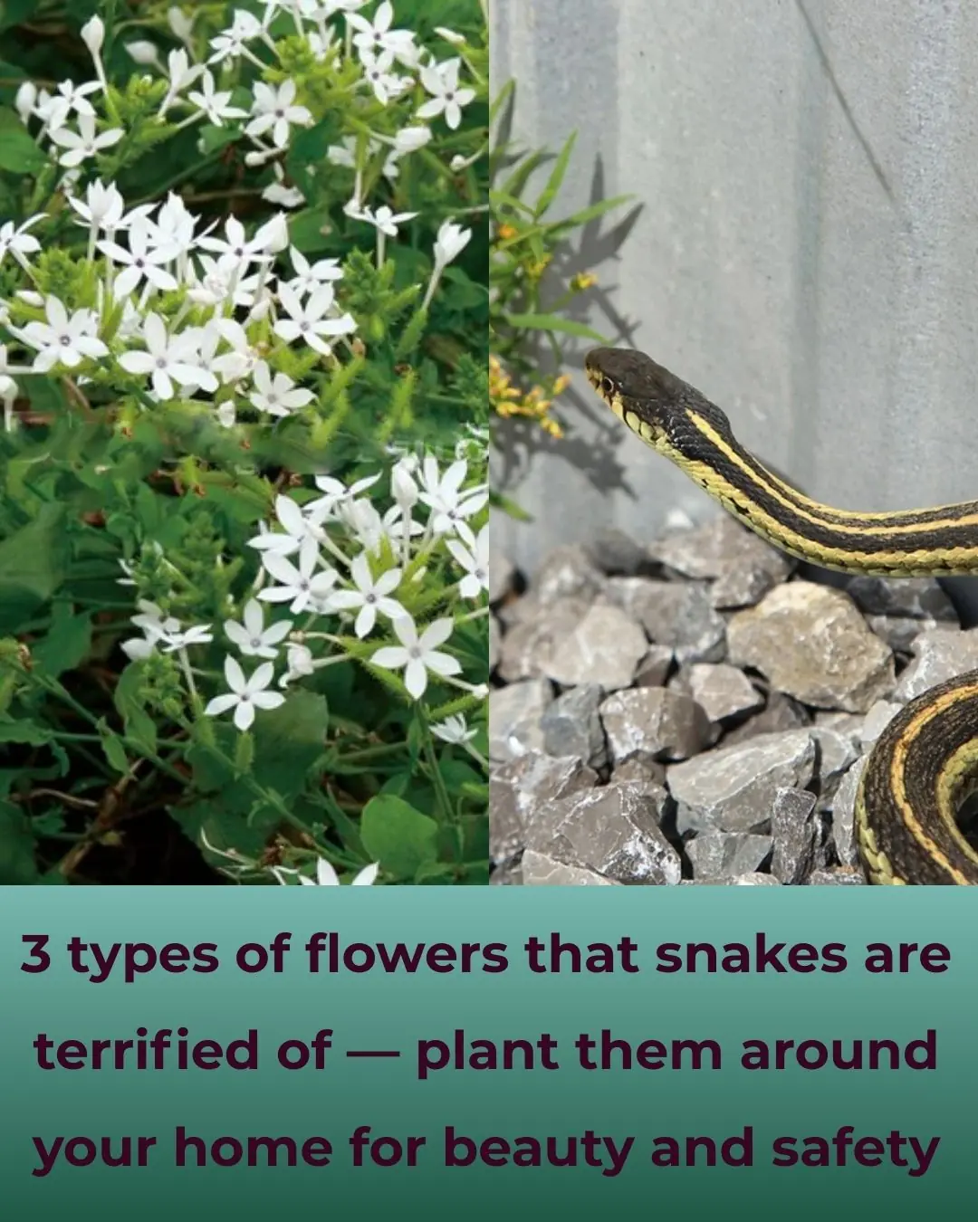 3 Flowers That Make Snakes Tremble in Fear