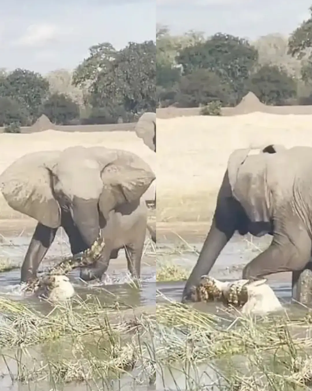 When a Mother Elephant Decided: “Not My Baby.”