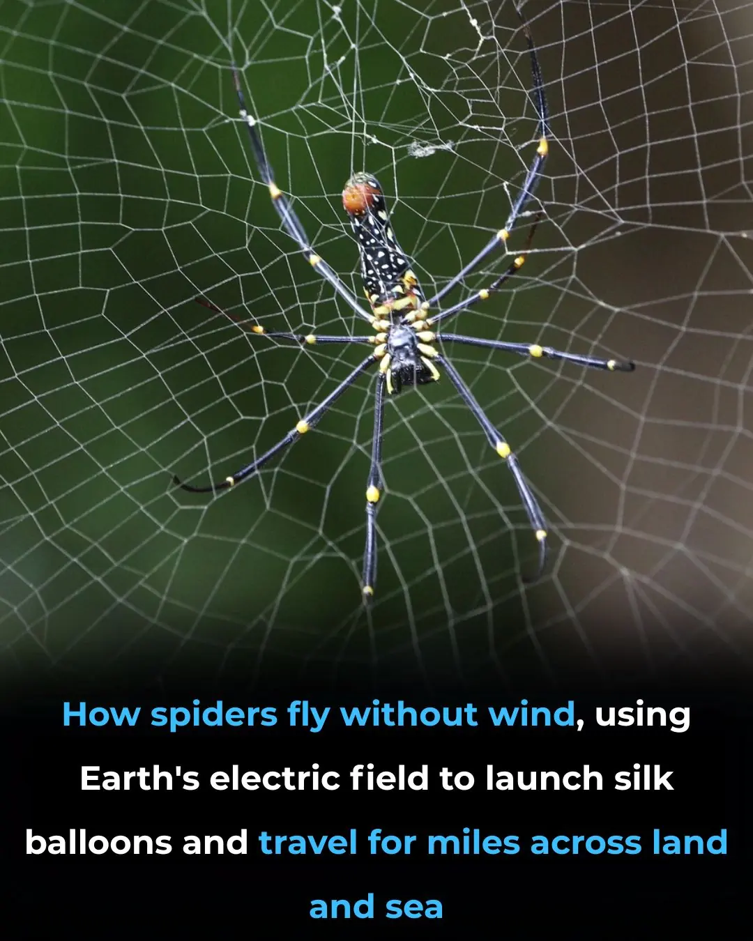 The Shocking Secret of Spider Flight: How Electric Forces Lift Them Into the Sky