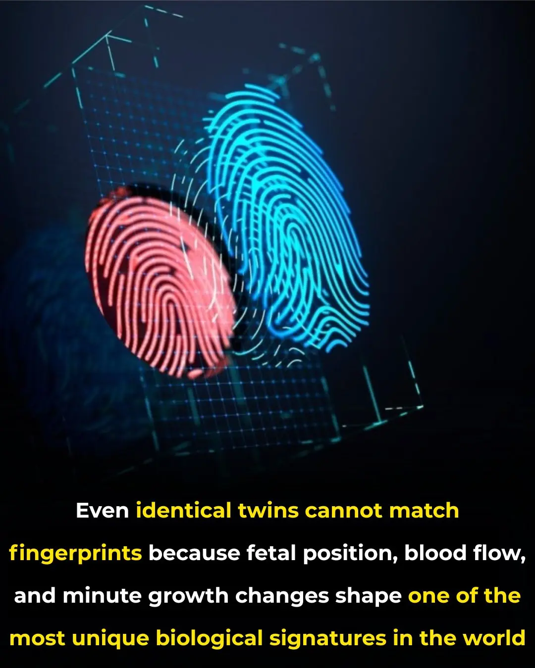 Fingerprint Individuality: A Story Written by Biology, Environment, and Chance