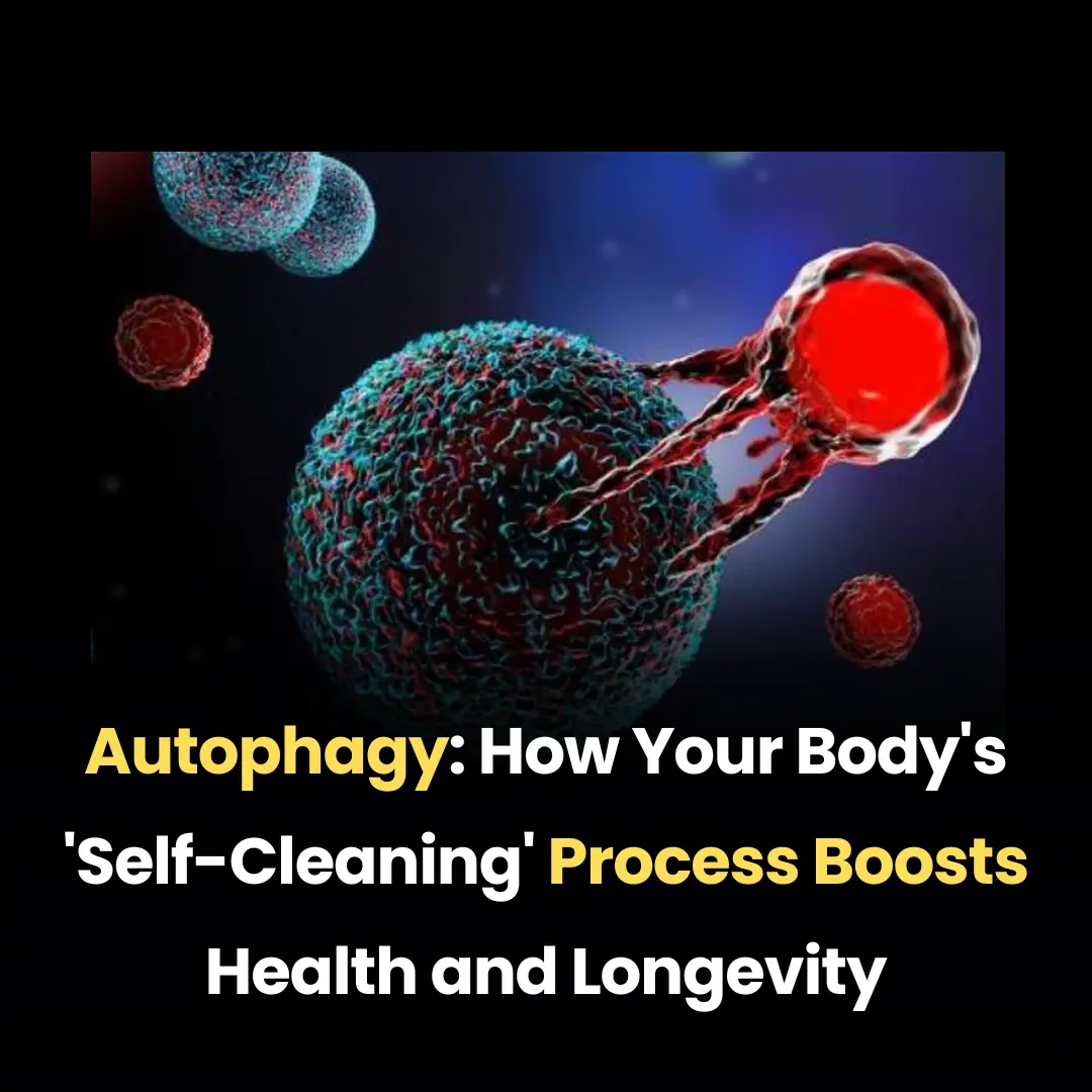 Autophagy: How Your Body's 'Self-Cleaning' Process Boosts Health and Longevity