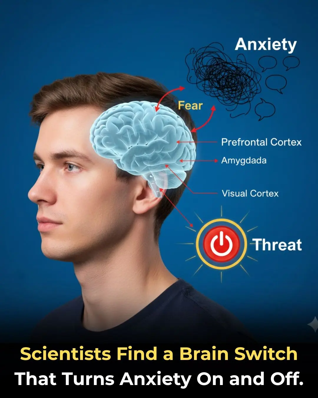 🧠 The Anxiety Circuit: Discovery of a Neural Pathway That Functions as an On/Off Switch for Fear