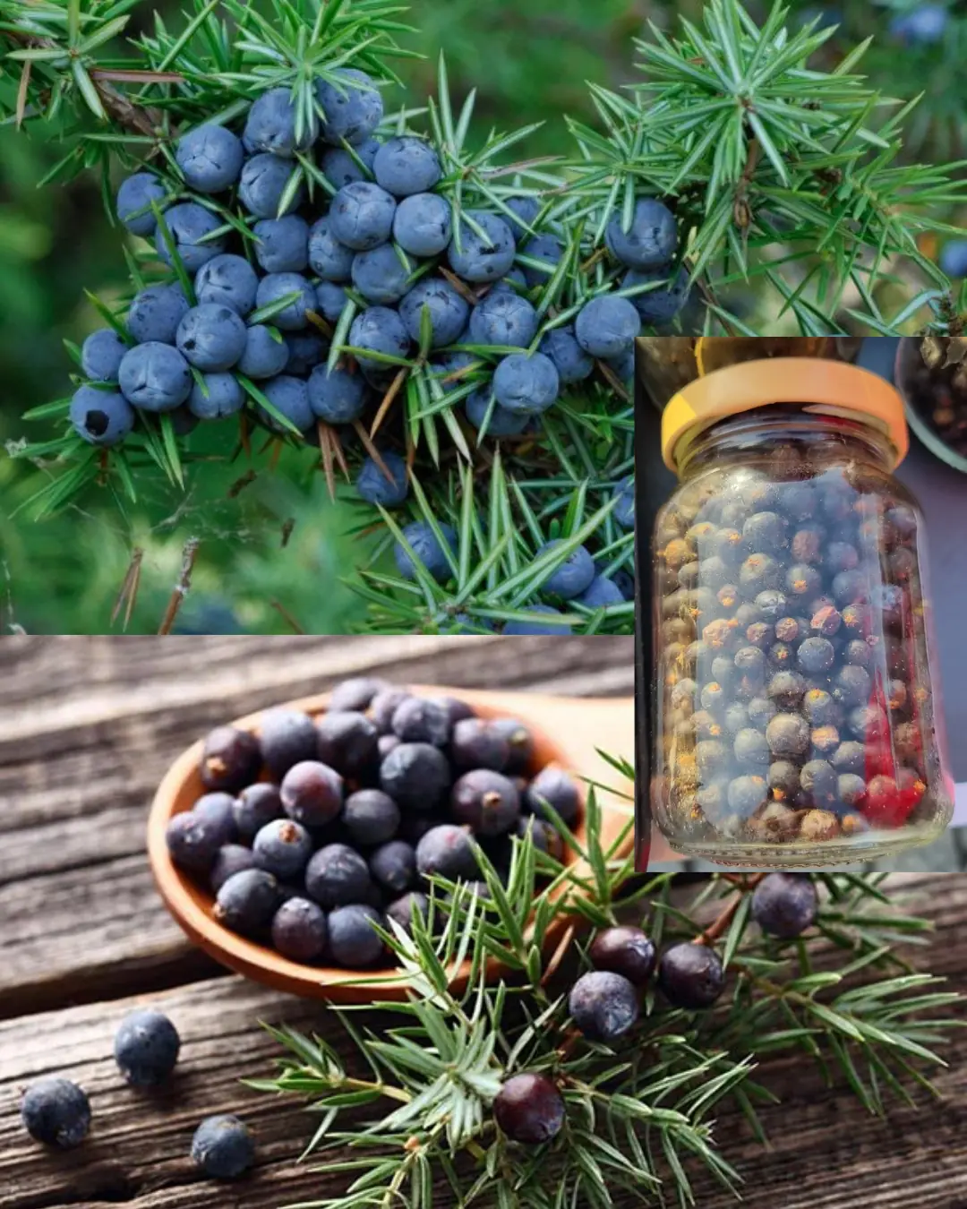 Juniper: 20 Remarkable Benefits and How to Use It