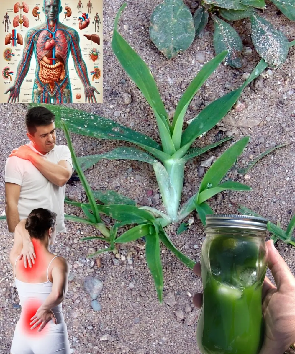 Crabgrass: The “Weed” That Could Be a Wellness Wonder