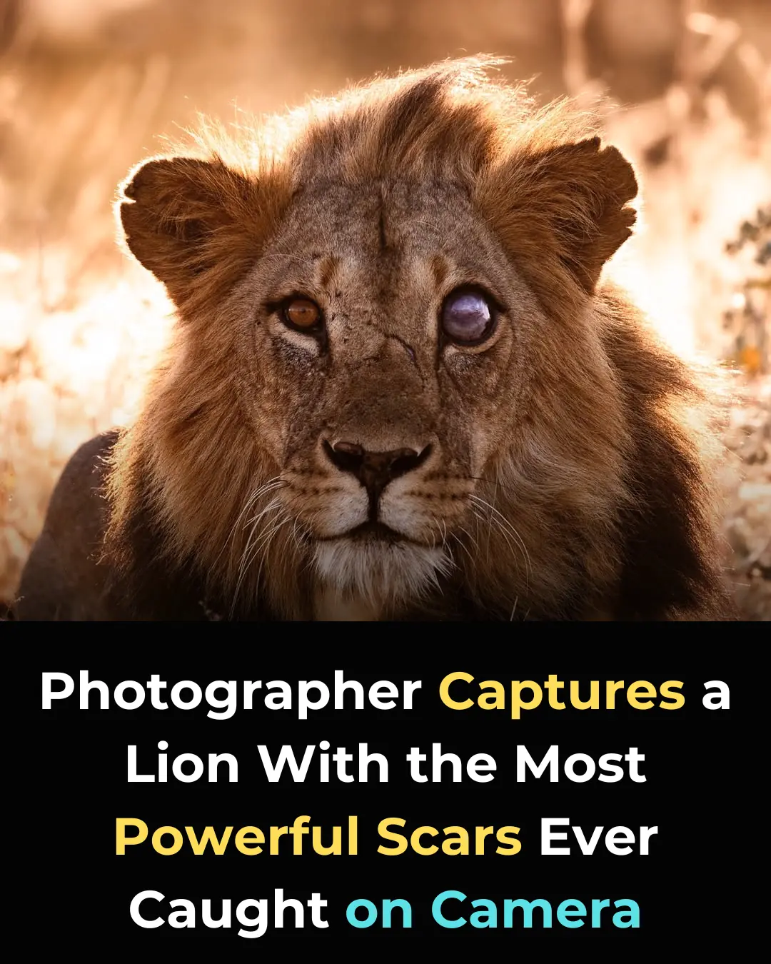 Scarface: The Legendary Lion Whose Battle Scars Captivated the World