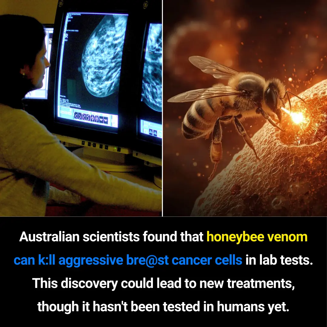 Honeybee Venom Shows Promise Against Aggressive Breast Cancer Cells: What Scientists Have Discovered