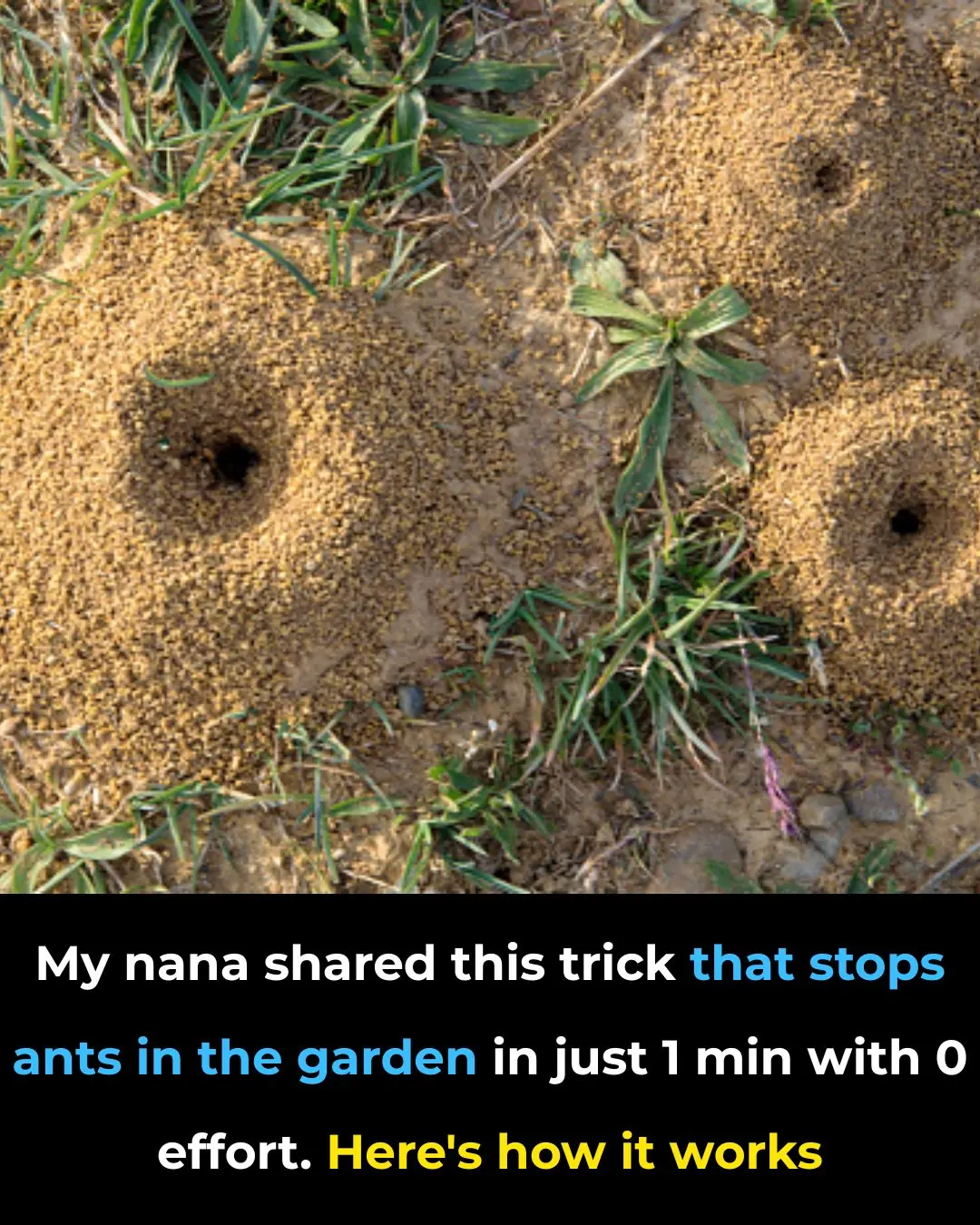 My Nana Shared This Trick That Stops Ants in the Garden in Just 1 Minute With Zero Effort — Here’s How It Works