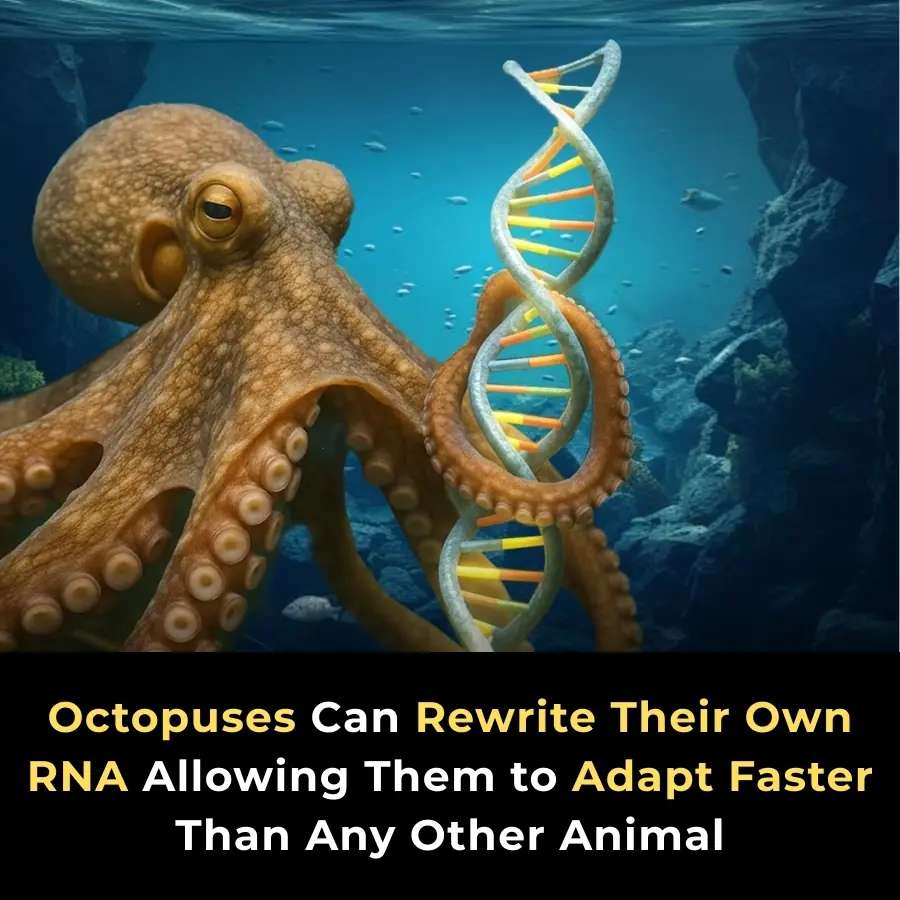 Octopuses Can Recode Their RNA: A New Frontier in Marine Adaptation and Intelligence