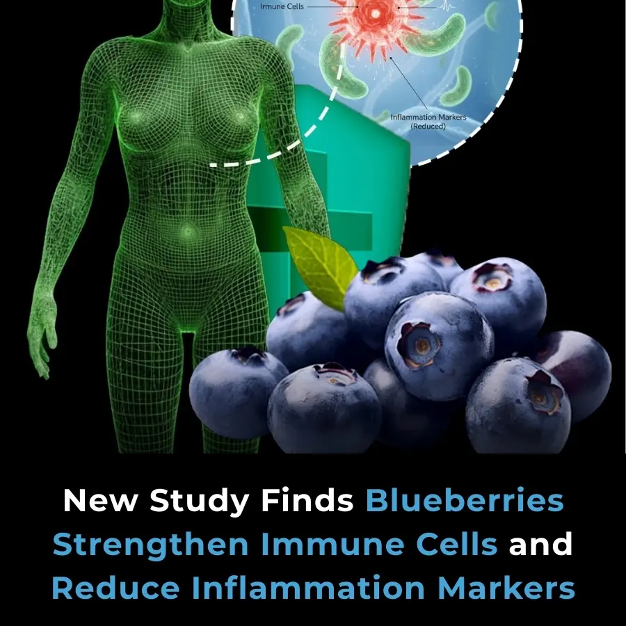 Blueberries Boost Immunity and Reduce Inflammation, Study Finds